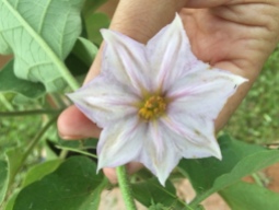 flower of the eggplant